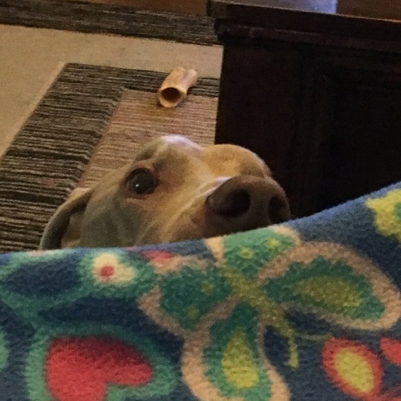 Meet your Posher, Clara - Picture 6 of 9